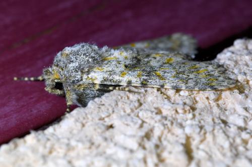 Réf. 330 969 : Polymixis flavicincta